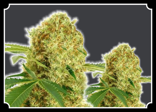 White Widdow CBD Feminized